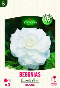 Bégonia Grande fleur blanc (x3)